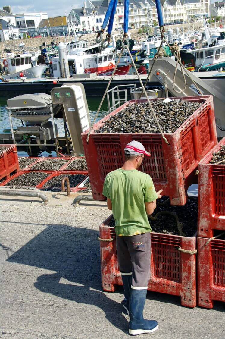 Conchyliculteur sur le port et déchargement des coquillages