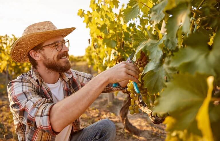 Viticulteur en train de tailler les vignes